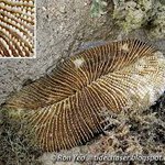 51_unattached_hard_coral