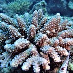 Acropora polystoma