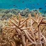 Acropora tabulate (pale)